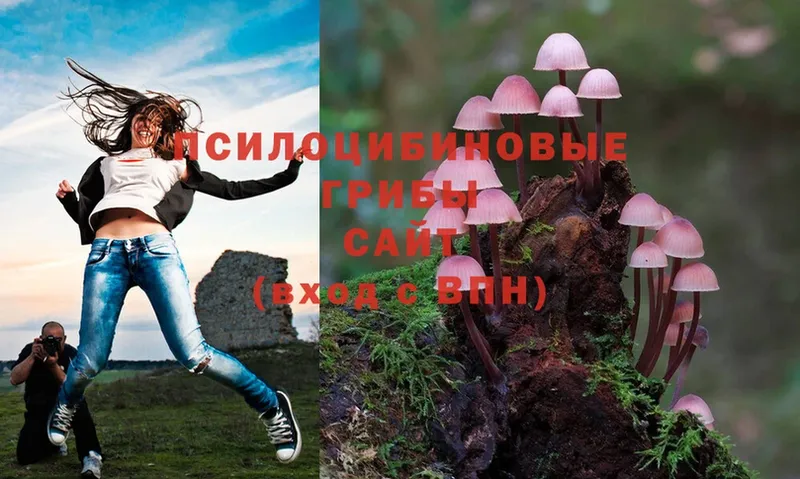 Псилоцибиновые грибы Psilocybe  купить  сайты  Ноябрьск 